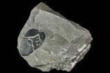 Pennsylvanian Fossil Fern (Macroneuropteris) Leaflet - Kentucky #112907-1